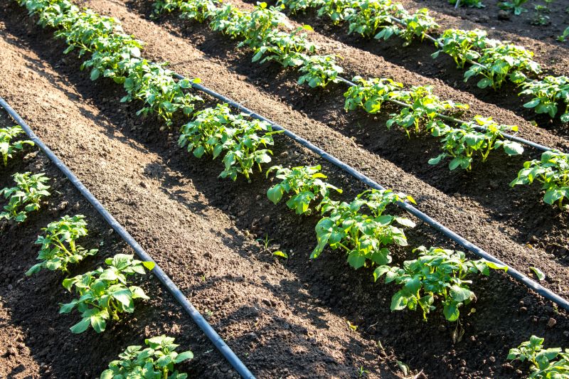 Vegetable Watering Costs — Cost of Vegetable Watering