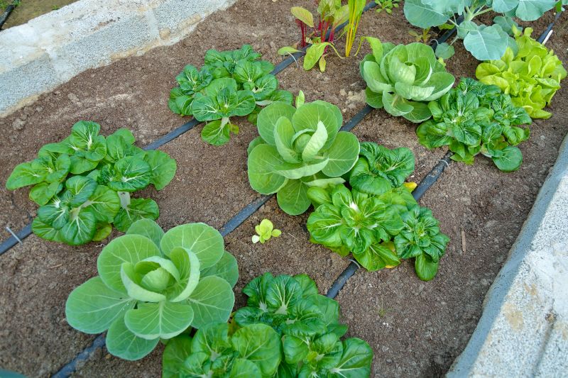 Vegetable Watering Costs — Cost of Vegetable Watering