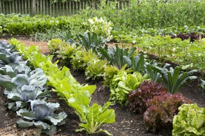 Keep Your Vegetable Garden Properly Watered